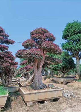 紅花檵木樹樁基地