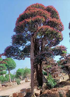 紅花繼木多少錢(qián)