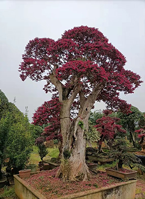 紅花檵木